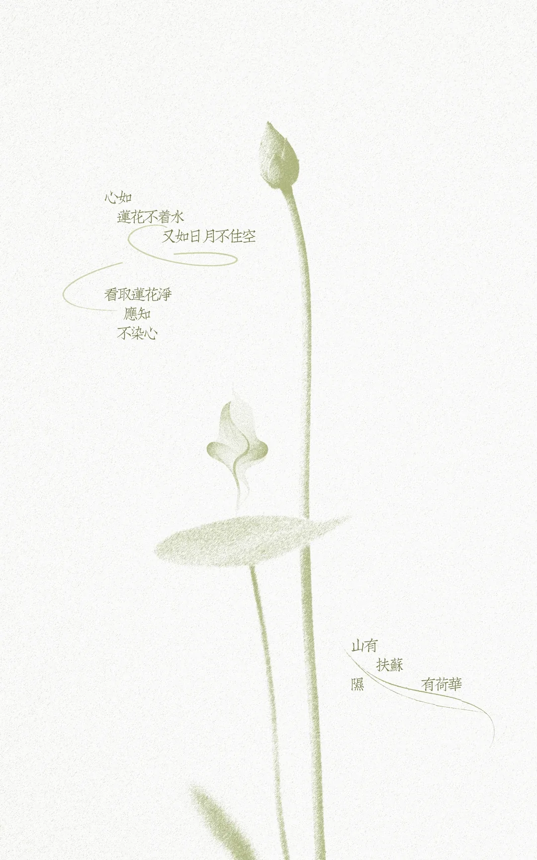 颐莲品牌故事与莲文化意象